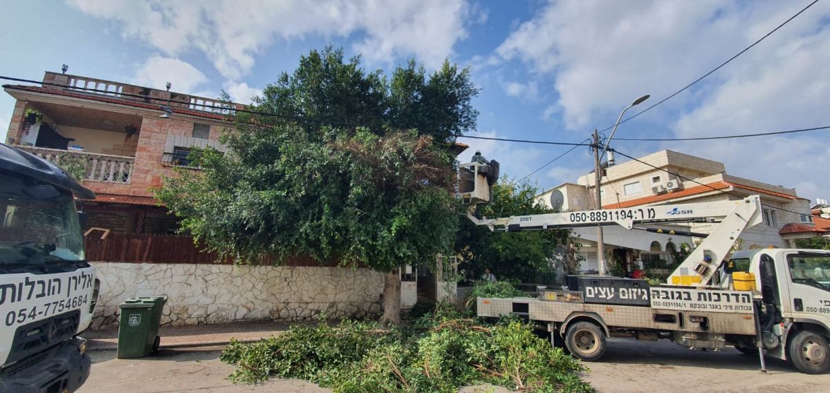 بالصور: تقليم الأشجار في حي الواحة الخضراء بمدينة اللد 